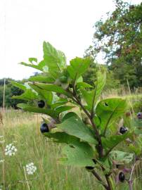 Fotografia da espécie Atropa belladonna