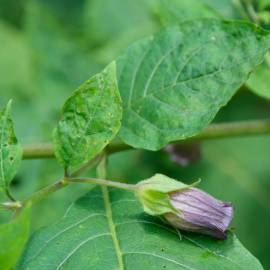 Fotografia da espécie Atropa belladonna