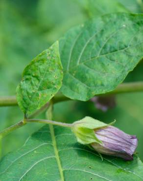 Fotografia 6 da espécie Atropa belladonna no Jardim Botânico UTAD