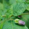 Fotografia 6 da espécie Atropa belladonna do Jardim Botânico UTAD