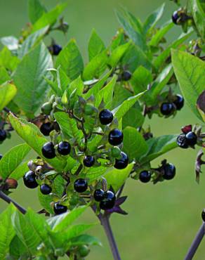 Fotografia 7 da espécie Atropa belladonna no Jardim Botânico UTAD