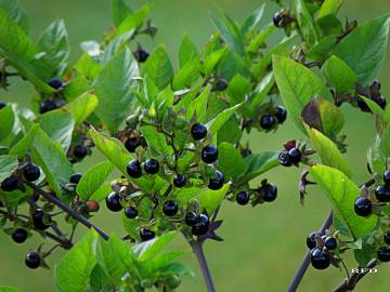 Fotografia da espécie Atropa belladonna