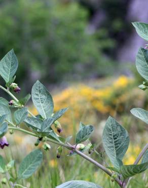 Fotografia 8 da espécie Atropa belladonna no Jardim Botânico UTAD