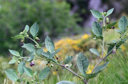 Fotografia da espécie Atropa belladonna