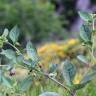 Fotografia 8 da espécie Atropa belladonna do Jardim Botânico UTAD