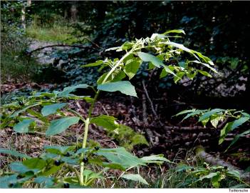 Fotografia da espécie Atropa belladonna