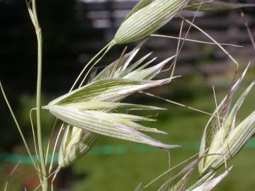 Fotografia da espécie Avena fatua