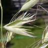 Fotografia 4 da espécie Avena fatua do Jardim Botânico UTAD