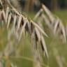 Fotografia 6 da espécie Avena fatua do Jardim Botânico UTAD