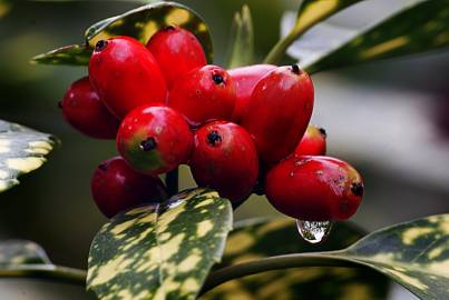 Fotografia da espécie Aucuba japonica