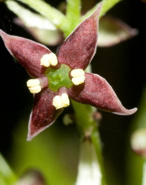 Fotografia 7 da espécie Aucuba japonica no Jardim Botânico UTAD