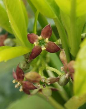 Fotografia 10 da espécie Aucuba japonica no Jardim Botânico UTAD