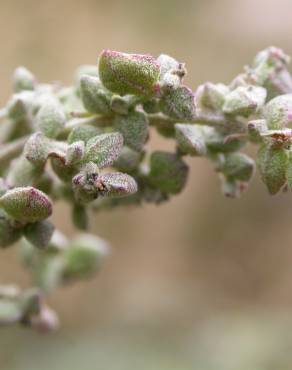 Fotografia 1 da espécie Atriplex patula no Jardim Botânico UTAD