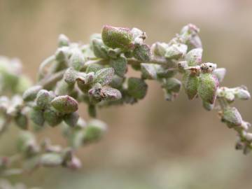 Fotografia da espécie Atriplex patula