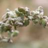 Fotografia 1 da espécie Atriplex patula do Jardim Botânico UTAD