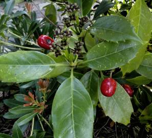 Fotografia da espécie Aucuba japonica