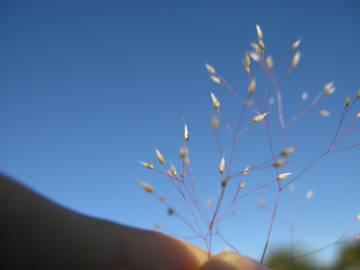 Fotografia da espécie Aira cupaniana