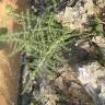 Fotografia 6 da espécie Asparagus albus do Jardim Botânico UTAD