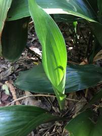 Fotografia da espécie Aspidistra elatior