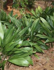 Aspidistra elatior