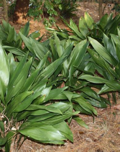 Fotografia de capa Aspidistra elatior - do Jardim Botânico