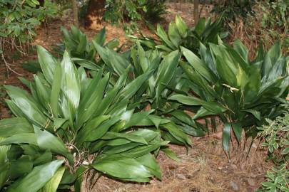 Fotografia da espécie Aspidistra elatior