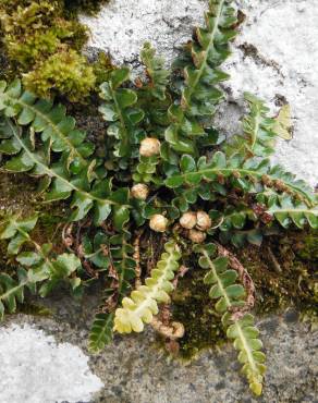 Fotografia 10 da espécie Asplenium ceterach no Jardim Botânico UTAD