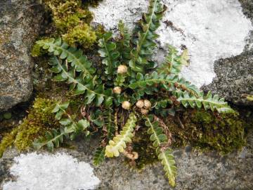 Fotografia da espécie Asplenium ceterach