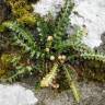 Fotografia 10 da espécie Asplenium ceterach do Jardim Botânico UTAD