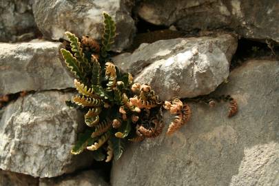 Fotografia da espécie Asplenium ceterach