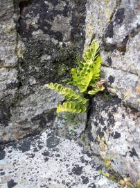 Fotografia da espécie Asplenium sulcatum