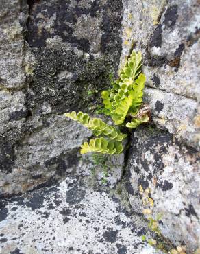 Fotografia 6 da espécie Asplenium sulcatum no Jardim Botânico UTAD