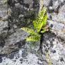 Fotografia 6 da espécie Asplenium sulcatum do Jardim Botânico UTAD