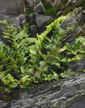 Fotografia 7 da espécie Asplenium sulcatum no Jardim Botânico UTAD