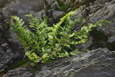 Fotografia da espécie Asplenium sulcatum