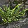 Fotografia 7 da espécie Asplenium sulcatum do Jardim Botânico UTAD