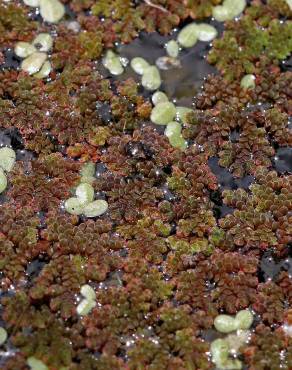 Fotografia 2 da espécie Azolla filiculoides no Jardim Botânico UTAD