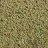 Fotografia 3 da espécie Azolla filiculoides do Jardim Botânico UTAD