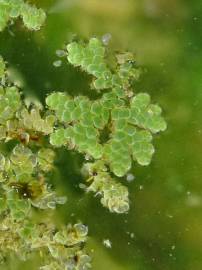 Fotografia da espécie Azolla filiculoides