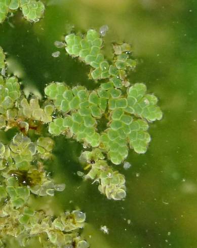 Fotografia de capa Azolla filiculoides - do Jardim Botânico