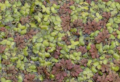 Fotografia da espécie Azolla filiculoides