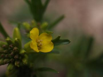 Fotografia da espécie Barbarea verna