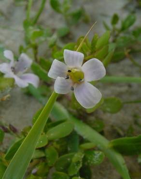 Fotografia 3 da espécie Bacopa monnieri no Jardim Botânico UTAD