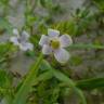 Fotografia 3 da espécie Bacopa monnieri do Jardim Botânico UTAD