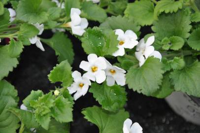 Fotografia da espécie Bacopa monnieri