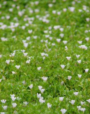 Fotografia 5 da espécie Bacopa monnieri no Jardim Botânico UTAD