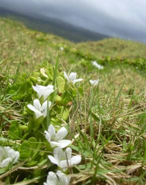 Fotografia 6 da espécie Bacopa monnieri no Jardim Botânico UTAD