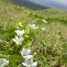 Fotografia 6 da espécie Bacopa monnieri do Jardim Botânico UTAD