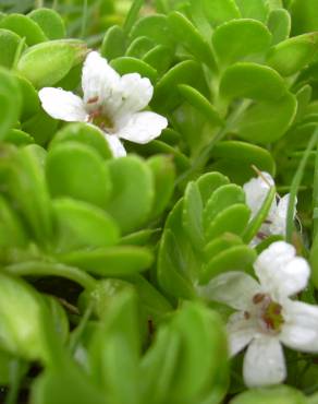 Fotografia 8 da espécie Bacopa monnieri no Jardim Botânico UTAD