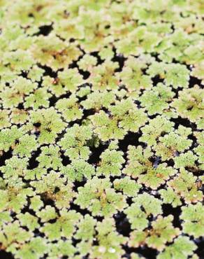 Fotografia 3 da espécie Azolla caroliniana no Jardim Botânico UTAD